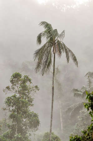 Cloud forestの写真素材