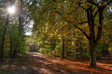 Autumnの写真素材