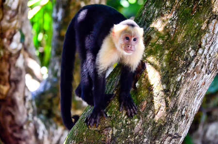 Cebus monkeyの写真素材