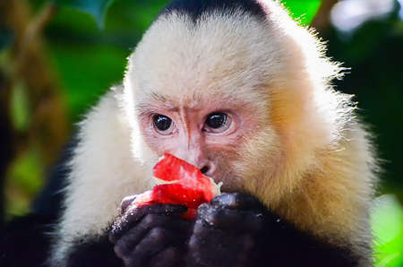 Cebus monkeyの写真素材