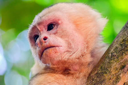 Cebus monkeyの写真素材