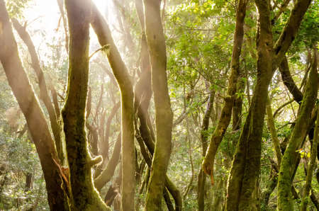 laurel forest