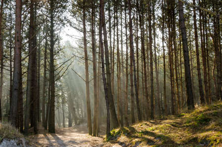Forest near the coast of the Baltic Seaの写真素材
