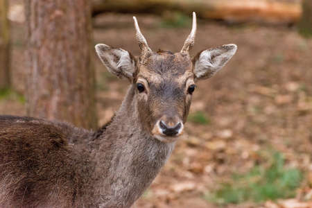Deerの写真素材