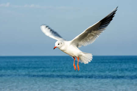 Seagullの写真素材