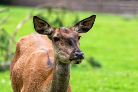 Deer
