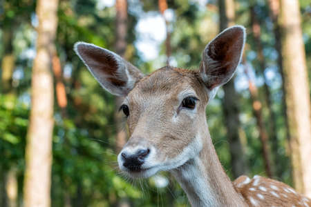 Deer