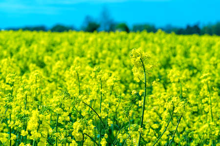 Canolaの写真素材