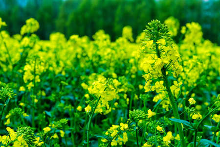 Canolaの写真素材