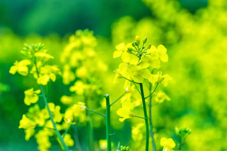 Canolaの写真素材
