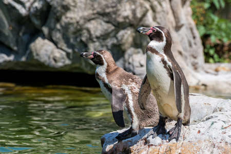 Galapagos penguinsの写真素材