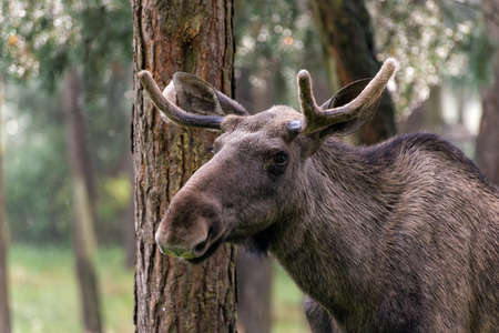 Mooseの写真素材