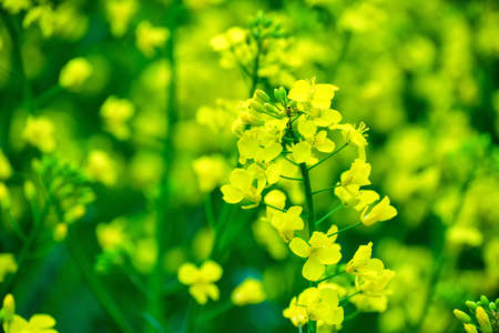 Canola