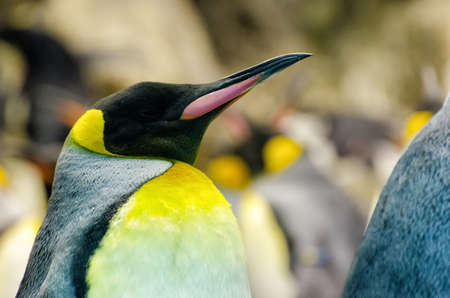 King Penguinの写真素材