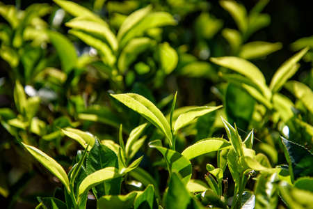 Tea plantationの写真素材