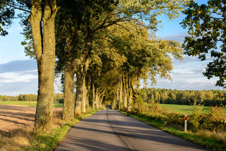 Avenue in Masuriaの写真素材