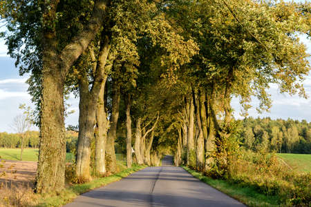 Avenue in Masuriaの写真素材