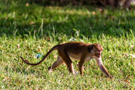 bonnet monkey