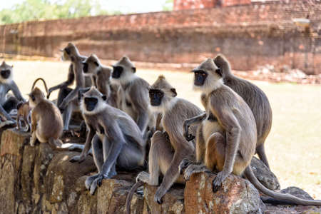 gray langursの写真素材