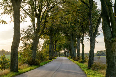 Avenue in Masuriaの写真素材