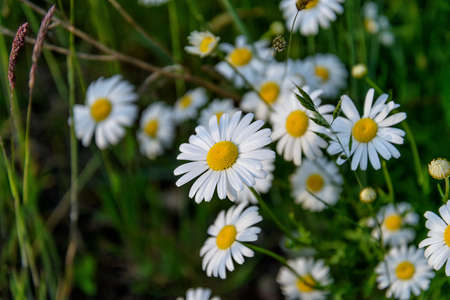 daisy flowersの写真素材