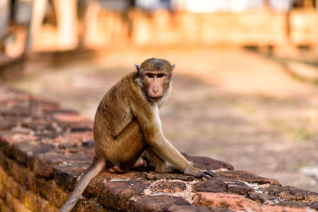 bonnet monkey in Sri Lankaの写真素材