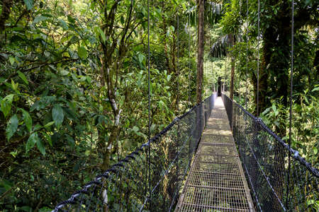 hanging bridge in the jungle