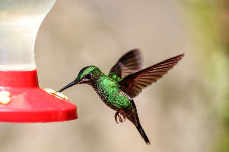 hummingbird in the jungle
