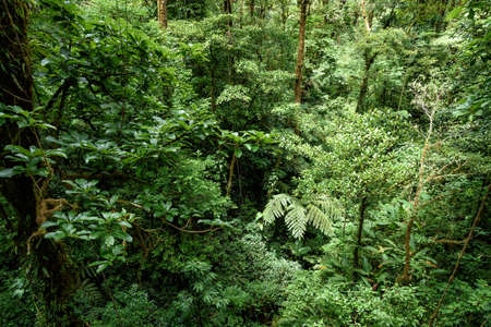 rainforest in Costa Rica, central americaの写真素材