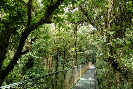 bridge in the jungle in central americaの写真素材