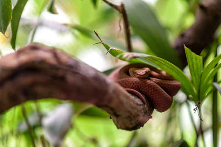Venemous Pit viper in the jungle in central americaの写真素材