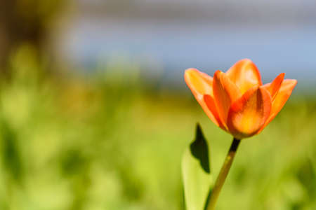colorful tulip in full bloom in springtime in Germany in Europeの写真素材