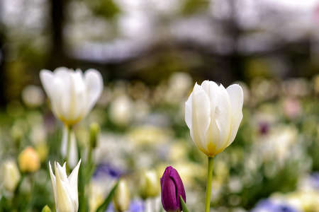 colorful tulip in full bloom in springtime in Germany in Europeの写真素材