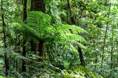 rainforest in Costa Rica, central americaの写真素材