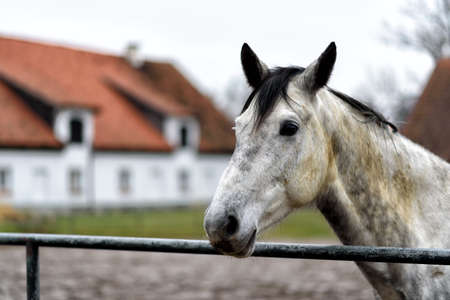 white horse horse on a paddock on farm in eastern Poland in Europeの写真素材