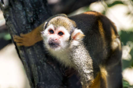squirrel monkey in the jungle in south americaの写真素材