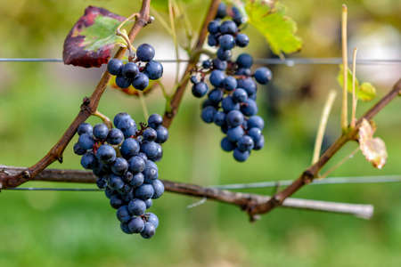 wine grapes of a wine grower in autumn