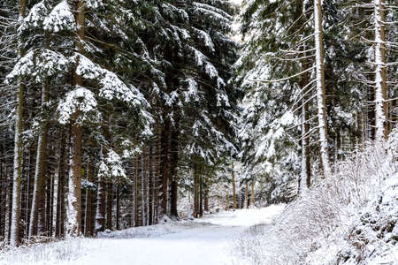 winter in the carpathian mountains in Polandの写真素材