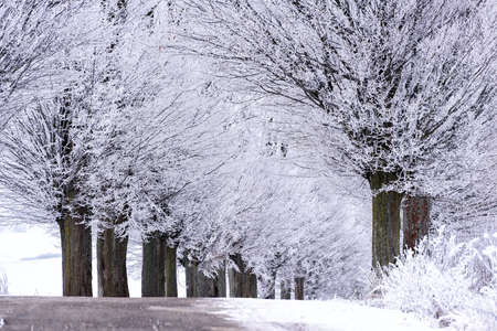 snowy alley in Masuria in eastern Poland in Winter