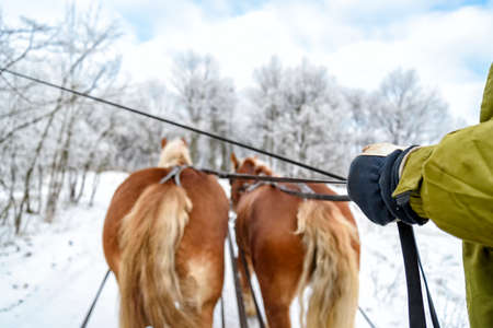 sleigh ride in the snow in Masuria in Poland