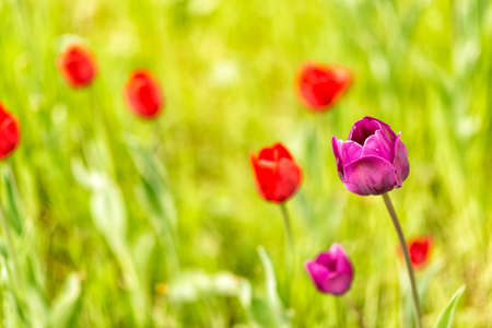 colorful tulips in full bloom at springtime in Germany in Europeの写真素材