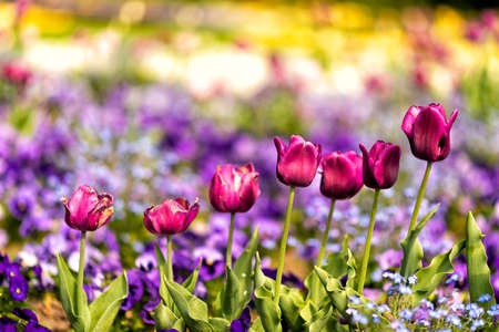 colorful tulips in full bloom at springtime in Germany in Europe