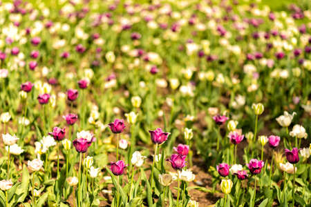 colorful tulips in full bloom at springtime in Germany in Europe