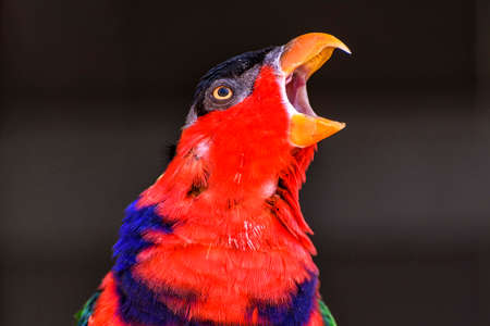black capped lory in the jungle in New Guineaの写真素材