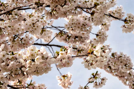 cherry trees in full bloom in spring in Europeの写真素材