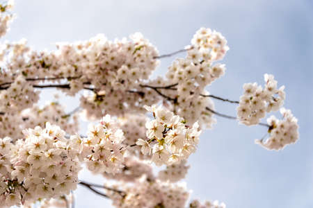 cherry trees in full bloom in spring in Europe