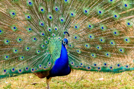 peacock in springtime with beautiful feathersの写真素材