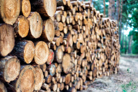pieces of wood after cutting in a forestの写真素材