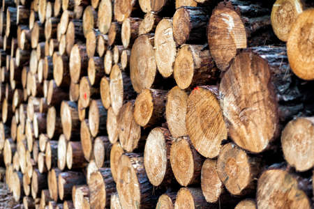 pieces of wood after cutting in a forestの写真素材