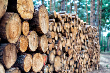 pieces of wood after cutting in a forestの写真素材